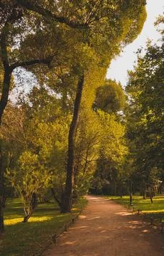 Trees and park path at the public park. Green city park with trees. Stock Photos