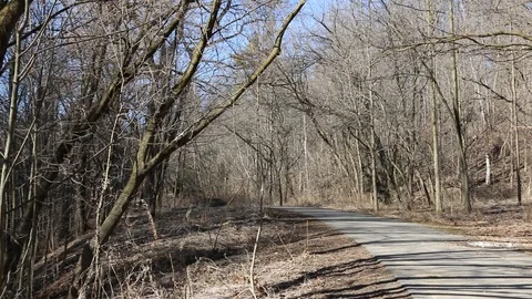 Trees and the path Video stock 87356600