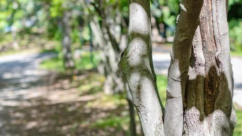 Trees and Path in Park Stock Photos