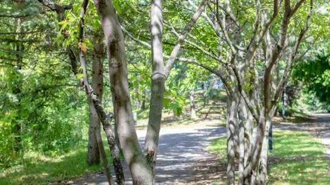 Trees and Path in Park Stock Photos