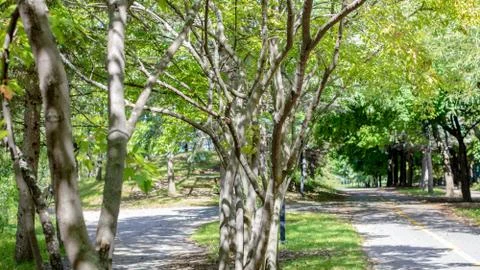 Trees and Path in Park Stock Photos