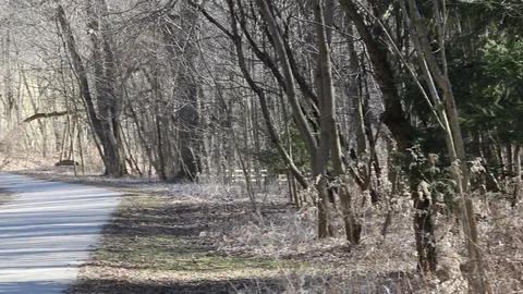 Trees and the path way Video stock 87356381