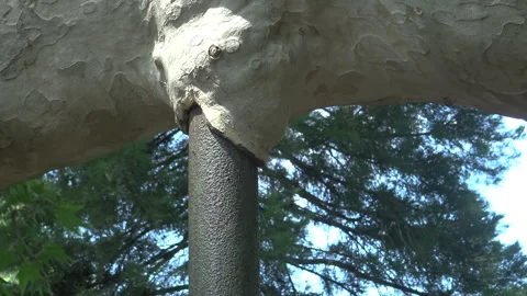 Trees and paths in the Botanical Garden, plane tree Stock Footage 340131392