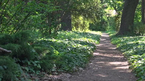 Trees and paths in the Botanical Garden, plane tree Stock Footage 340133013