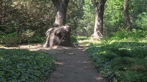 Trees and paths in the Botanical Garden, plane tree Stock Footage 340133052