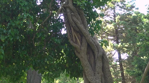 Trees and paths in the Botanical Garden, plane tree Stock Footage 340133125