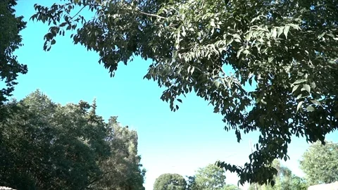 Trees and pathway, countryside Stock Footage 128251788