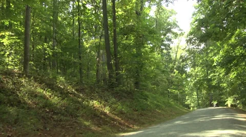 Trees and pathway pan left to right Vidéo 38791538