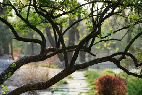 Trees and pathway in park Stock Photos