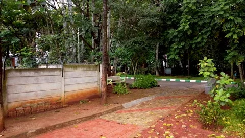 Trees and Pavement Stock Footage 252057623