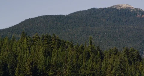 Trees and Peak 1 Stock Footage 126416637