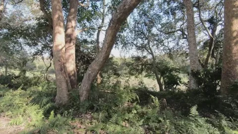  The trees and a piece of open green land beyond in Kaziranga national park Stock Footage 265241878