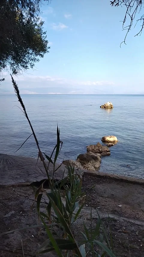 Trees and plants against the background of large stones in the sea Video stock 303754545