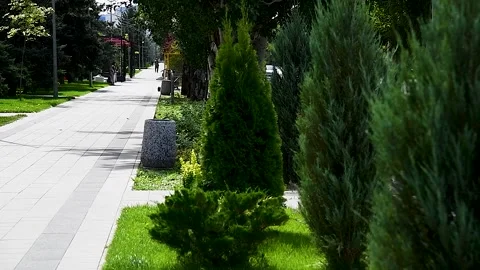 Trees and plants in the city Stock Footage 340064670