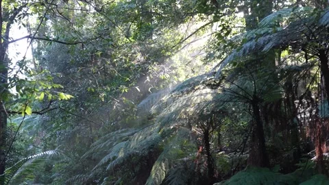 Trees and plants in a densely lush landscape Stock Footage 274497070