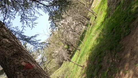 Trees and plants in the forest Stock Footage 176792320