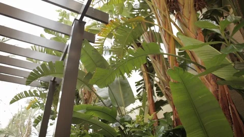 Trees and Plants in Garden Video stock 102526662