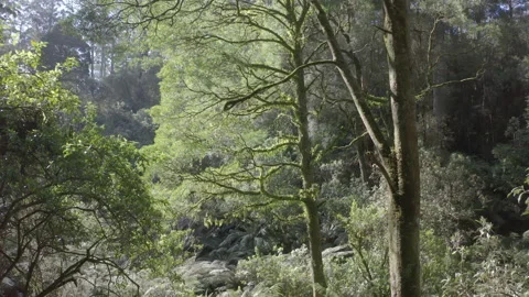 Trees and plants inside Australia's wild forest on sunny day Video stock 168815717