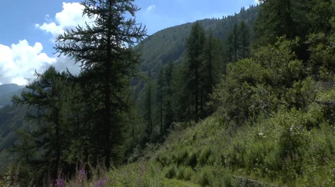 Trees and Plants in a Mountain Environment Stock Footage 28558172