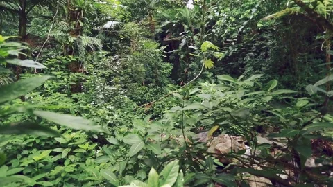 Trees and Plants in a Rainforest Stock Footage 79734125