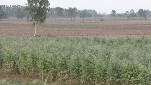 The trees and plants in the sands of the fields in the villages Stock Footage 111887249