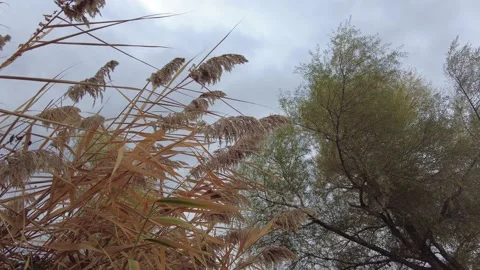 Trees and plants swaying with the wind in the forest. Stock Footage 219121377