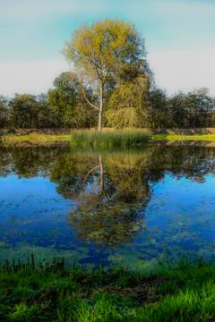 Trees and pond Foto stock