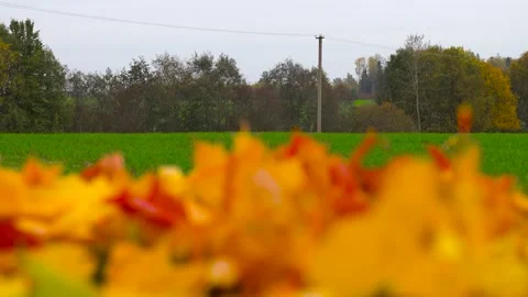Trees and power line with blurry autumn maple tree leaves in foreground Vídeo Stock 289307707