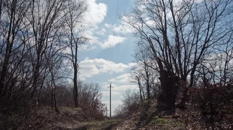 Trees and power lines timelapse Vídeo Stock 43063326