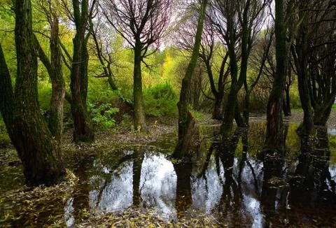 Trees and a puddle in Izmaylovsky park. Stock Photos