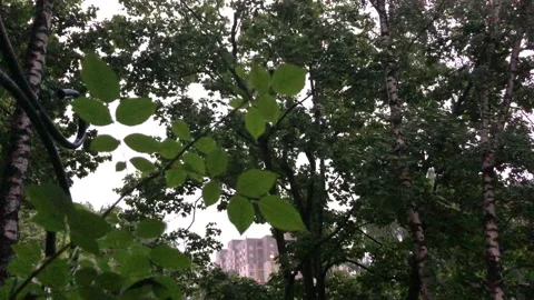 Trees and rain in the city Stock Footage 134598836