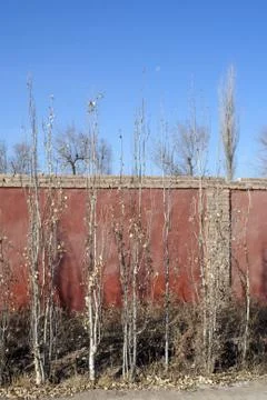 Trees and red wall Stock Photos