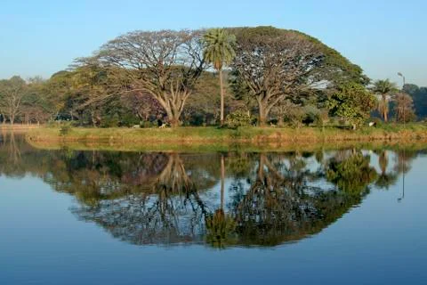 Trees and Reflection Stock Photos
