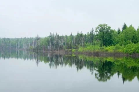 Trees and reflections Foto stock