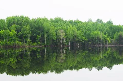 Trees and reflections Stock Photos