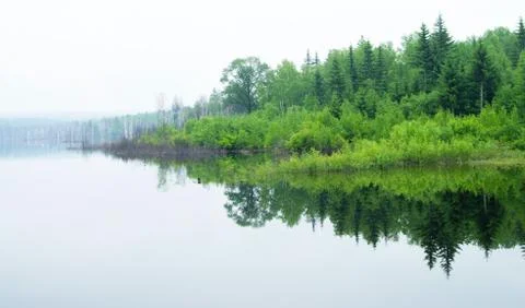 Trees and reflections Stock Photos