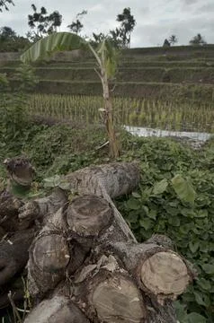 Trees and Rice 스톡 사진