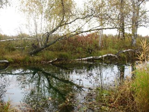 Trees and river Stock Photos
