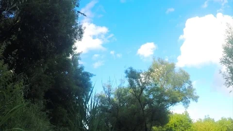 Trees and river On Sunny summer Day Timelapse Vidéo 81606006