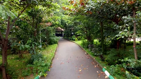 Trees and Road 2 Stock Footage 252056807