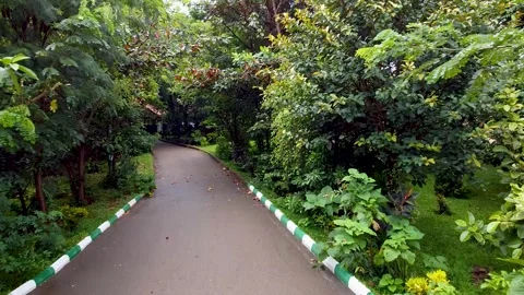 Trees and Road Stock Footage 252057605