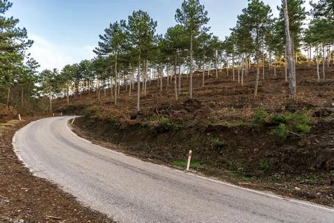 Trees and road Stock Photos