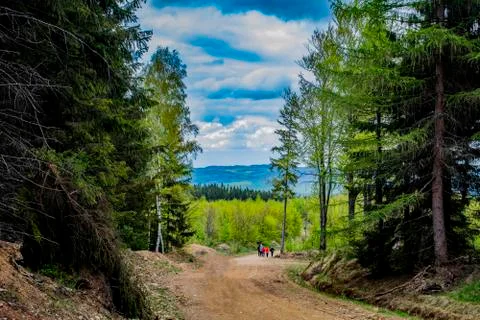 Trees and roads in the forest Stock Photos