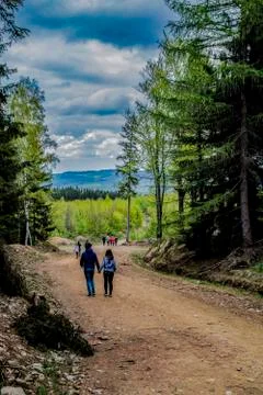 Trees and roads in the forest Stock Photos
