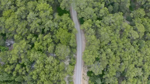 Trees and roads taking with drone,  aerial view of trees and mountains in Turkey Stock Footage 114559199