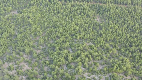 Trees and roads taking with drone,  aerial view of trees and mountains in Turkey Stock Footage 114559367
