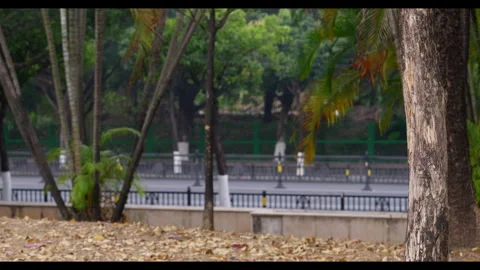 Trees and Roadside View with Blurred Background for Mindfulness Ambient Use Stock Footage 327653730