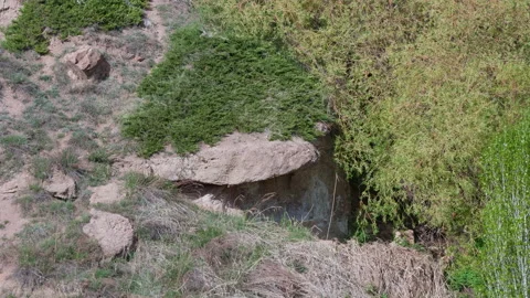 Trees and rock Stock Footage 220997389