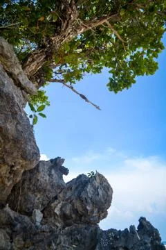 Trees and rocks on the beach Stock Photos