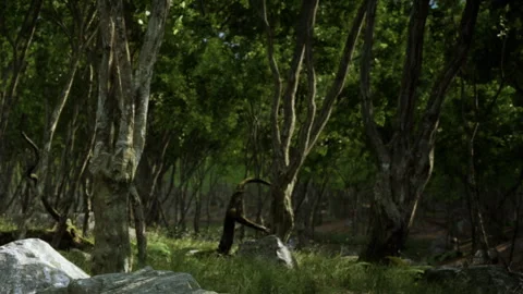 Trees and rocks in a dense forest during daylight hours Видео 344827211